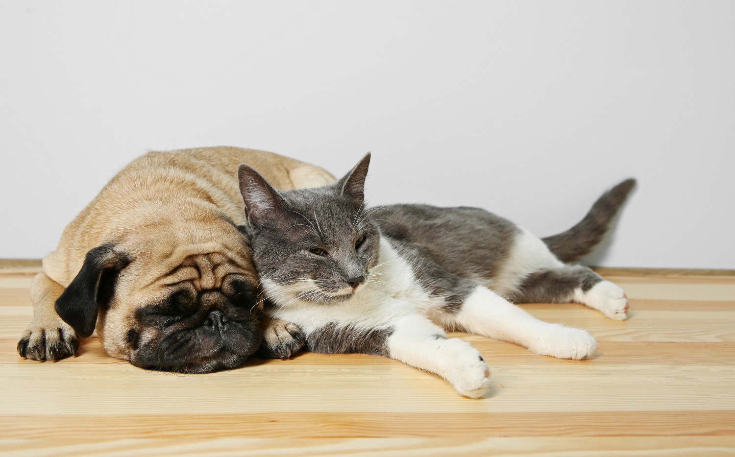 Dog and Cat Sleeping