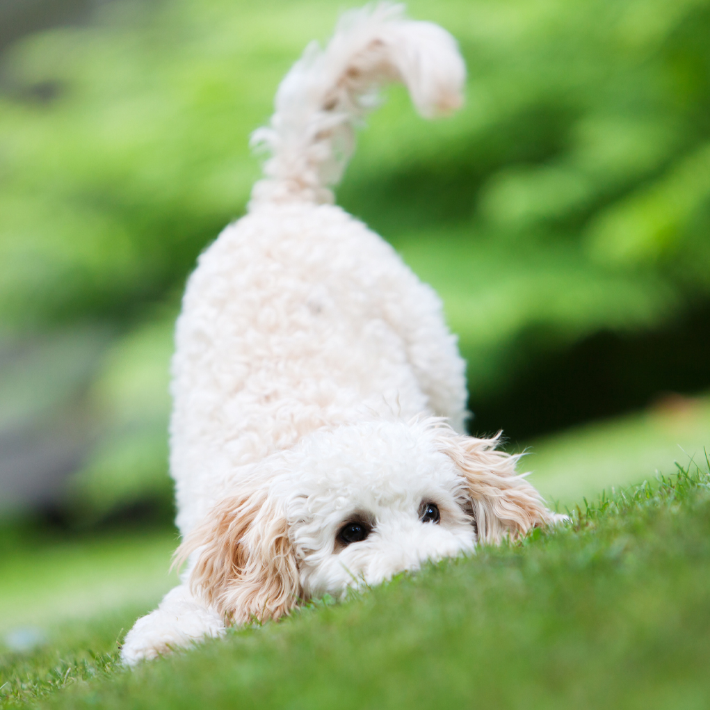 dog in grass